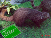 ͼƬ鿴ϸ