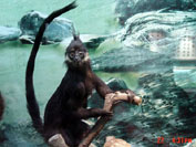 ͼƬ鿴ϸ