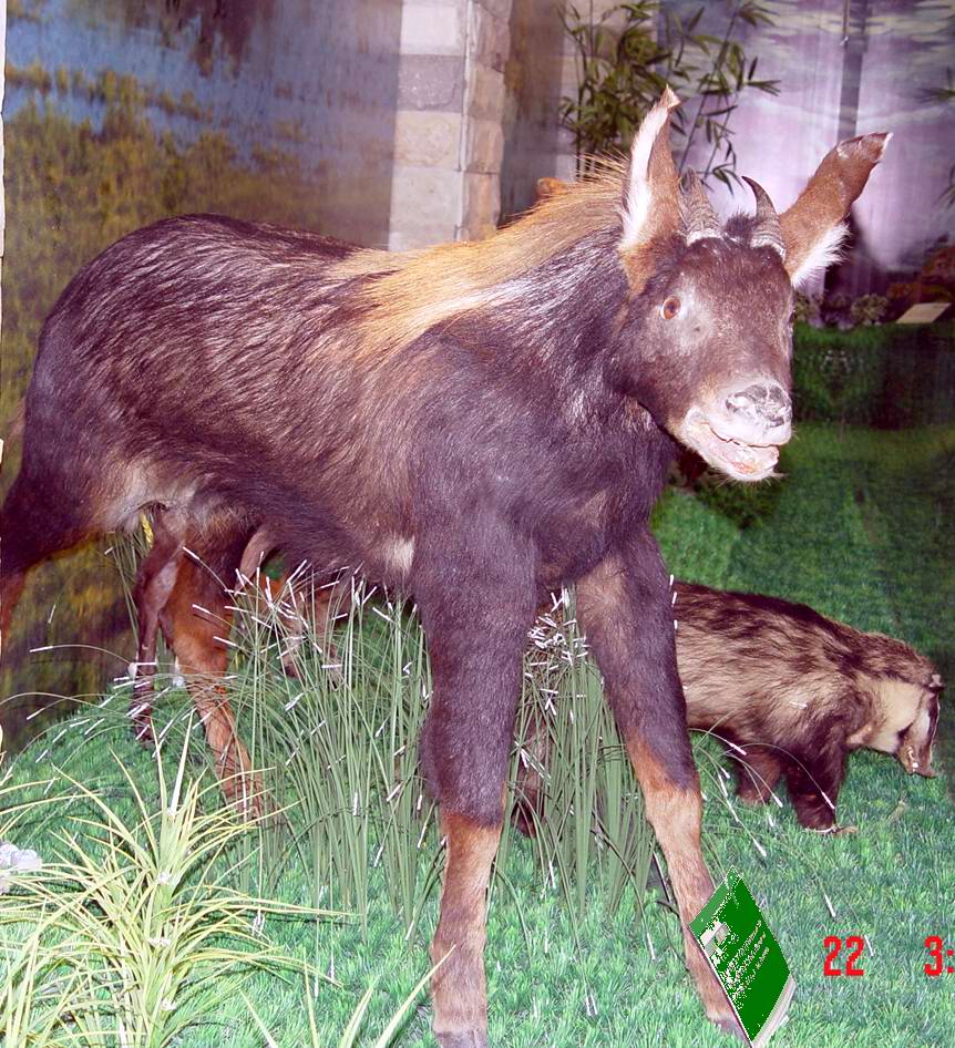 ͼƬ鿴ϸ