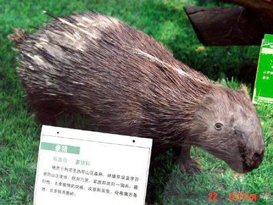 鿴ԭͼ