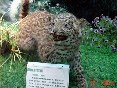 鿴ԭͼ